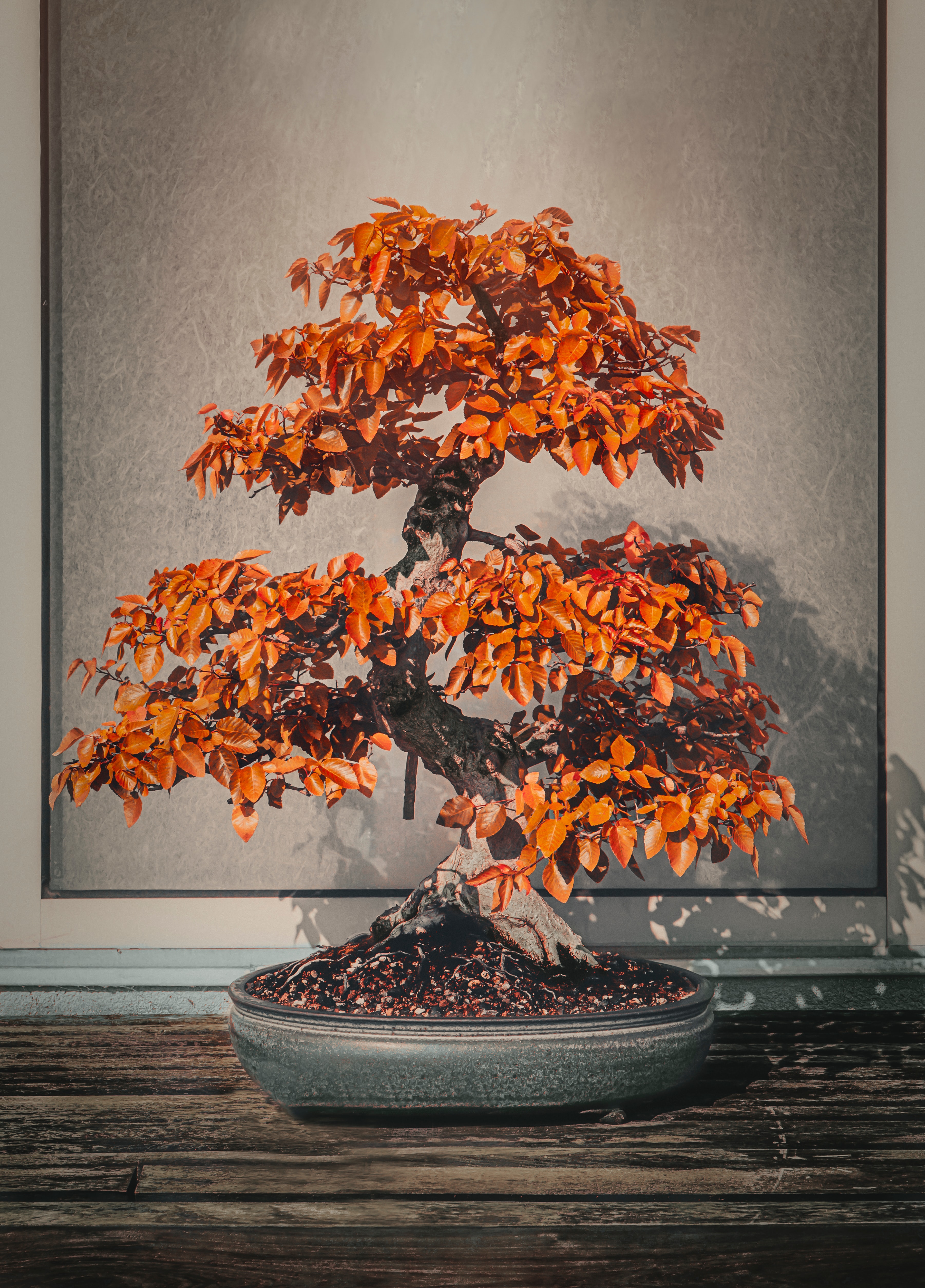 Bonsai 'Lichtenfärche'